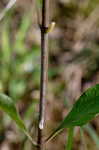 White milkweed